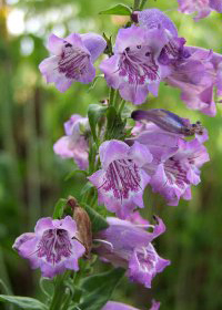 Penstemon 'Purple Tiger'